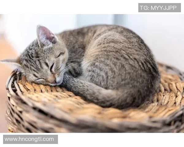 足球明星们在休闲时光中观看猫咪视频的趣味瞬间揭秘